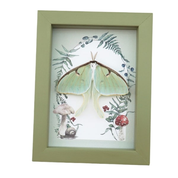 Real Framed Luna Moth Sage Green Ferns Actias luna Resting Taxidermy Display