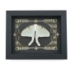 Real Luna Moth Gothic Scrolls Actias luna Resting Framed Taxidermy Display