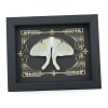 Real Luna Moth Gothic Scrolls Actias luna Resting Framed Taxidermy Display