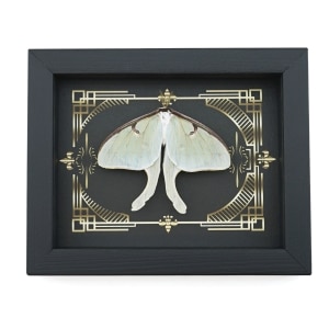 Real Luna Moth Gothic Scrolls Actias luna Resting Framed Taxidermy Display