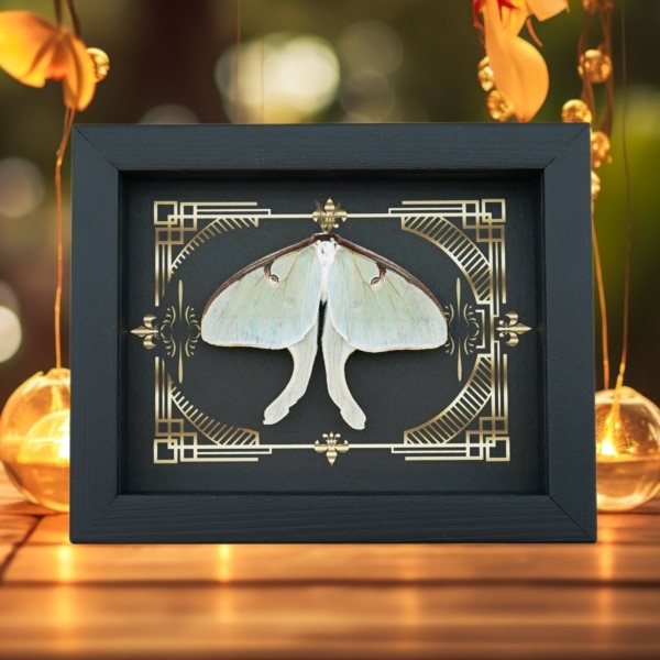 Real Luna Moth Gothic Scrolls Actias luna Resting Framed Taxidermy Display