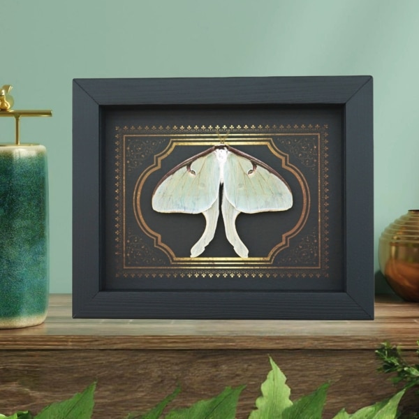 Real Framed Luna Moth Gothic Border Actias luna Resting Taxidermy Display