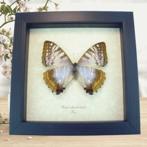 Mother Of Pearl Butterfly Morpho sulkowski Female Framed Taxidermy Display