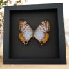 Mother Of Pearl Butterfly Morpho sulkowski Female Framed Taxidermy Moonlight Display
