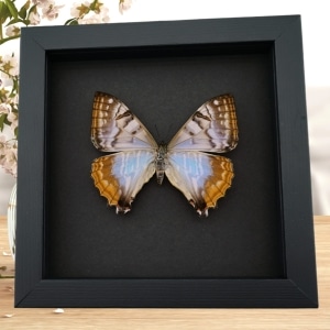 Mother Of Pearl Butterfly Morpho sulkowski Female Framed Taxidermy Moonlight Display