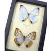 Framed Mother Of Pearl Butterflies Morpho sulkowski Butterfly Pair Taxidermy Display