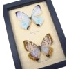 Framed Mother Of Pearl Butterflies Morpho sulkowski Butterfly Pair Taxidermy Display