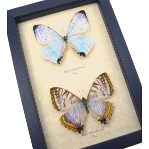Framed Mother Of Pearl Butterflies Morpho sulkowski Butterfly Pair Taxidermy Display