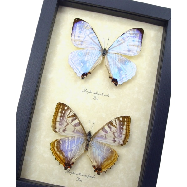 Framed Mother Of Pearl Butterflies Morpho sulkowski Butterfly Pair Taxidermy Display