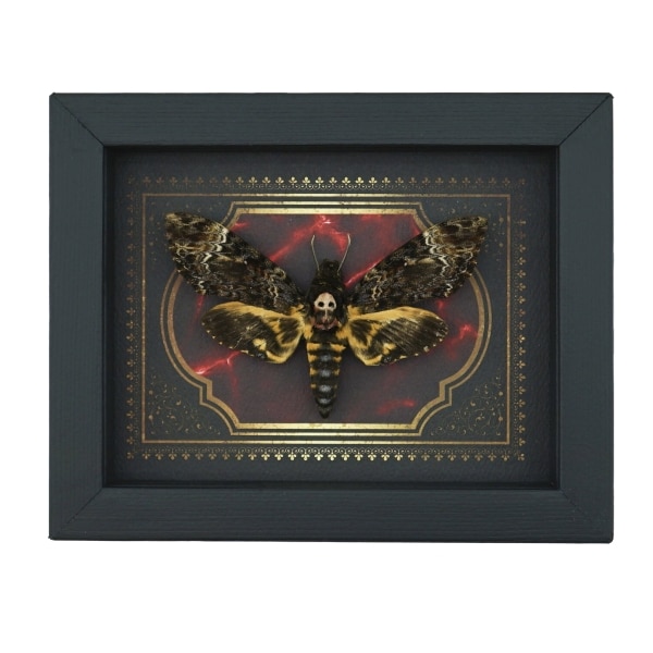 Real Gothic Death Head Moth Acherontia lachesis female Framed Taxidermy