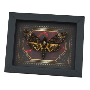 Real Gothic Death Head Moth Acherontia lachesis female Framed Taxidermy