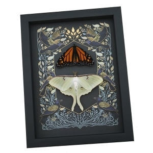 Gothic Ravens Monarch Butterfly Luna Moth Set Real Framed Taxidermy Display