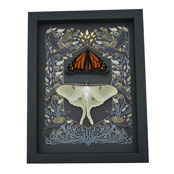 Gothic Ravens Monarch Butterfly Luna Moth Set Real Framed Taxidermy Display