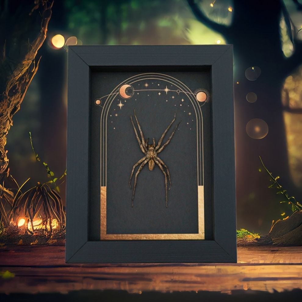 Real Framed Huntsman Spider Taxidermy Celestial Sun Moon Stars Heteropoda species Real Framed Huntsman Spider Taxidermy Celestial Sun Moon Stars Heteropoda species