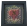 Real Framed Huntsman Spider Taxidermy Gothic Red Heart Heteropoda species