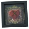 Real Framed Huntsman Spider Taxidermy Gothic Red Heart Heteropoda species
