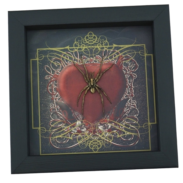 Real Framed Huntsman Spider Taxidermy Gothic Red Heart Heteropoda species