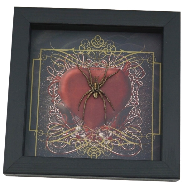 Real Framed Huntsman Spider Taxidermy Gothic Red Heart Heteropoda species