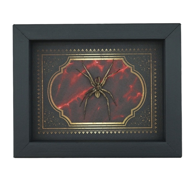 Real Framed Huntsman Spider Taxidermy Gothic Gold Red Border Heteropoda species