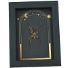 Real Framed Huntsman Spider Taxidermy Celestial Sun Moon Stars Heteropoda species