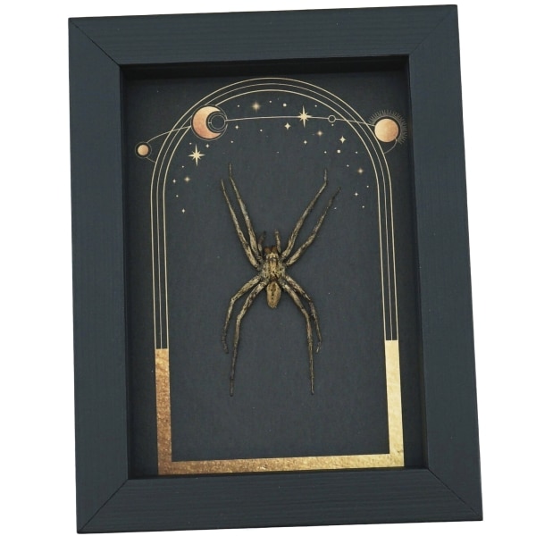 Real Framed Huntsman Spider Taxidermy Celestial Sun Moon Stars Heteropoda species