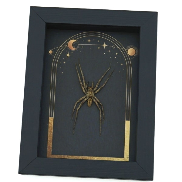 Real Framed Huntsman Spider Taxidermy Celestial Sun Moon Stars Heteropoda species