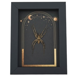 Real Framed Huntsman Spider Taxidermy Celestial Sun Moon Stars Heteropoda species