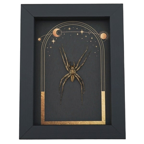 Real Framed Huntsman Spider Taxidermy Celestial Sun Moon Stars Heteropoda species
