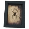 Real Framed Huntsman Spider Taxidermy Gothic Old World Heteropoda species