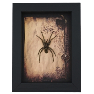 Real Framed Huntsman Spider Taxidermy Gothic Old World Heteropoda species