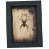 Real Framed Huntsman Spider Taxidermy Gothic Old World Heteropoda species