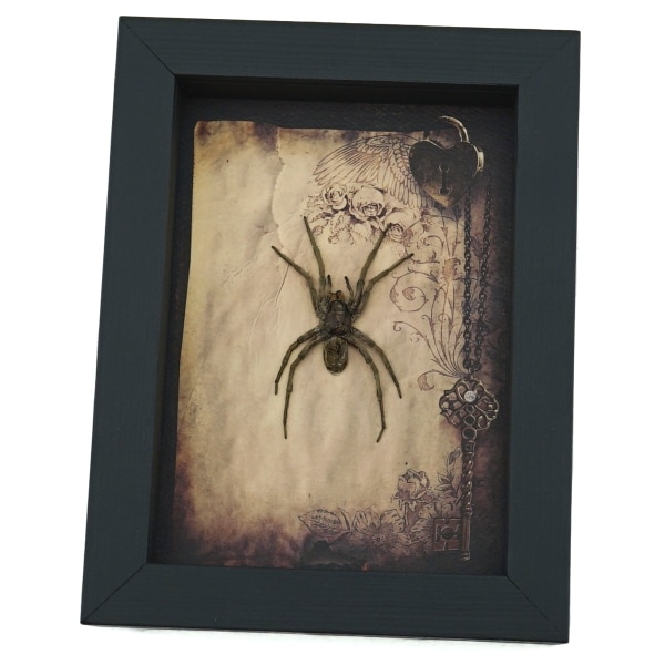 Real Framed Huntsman Spider Taxidermy Gothic Old World Heteropoda species