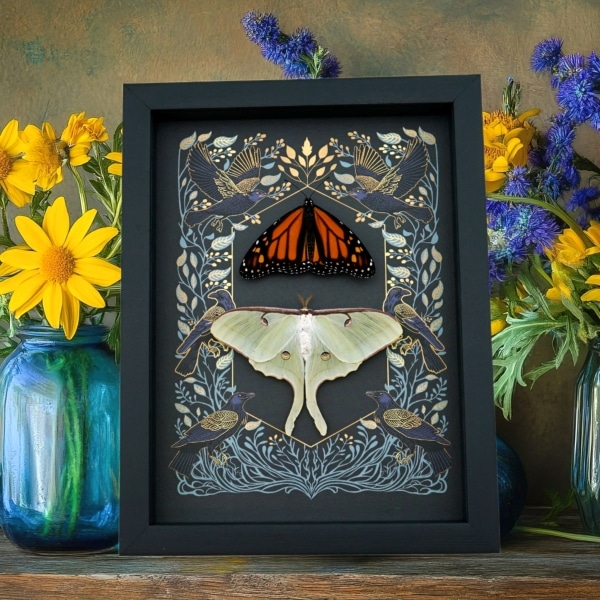 Gothic Ravens Monarch Butterfly Luna Moth Set Real Framed Taxidermy Display