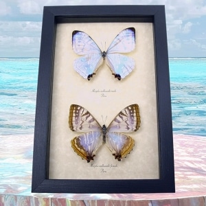 Framed Mother Of Pearl Butterflies Morpho sulkowski Butterfly Pair Taxidermy Display