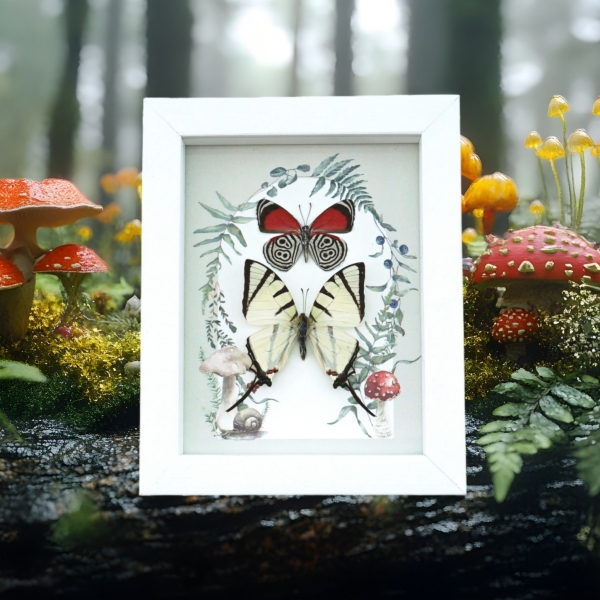 Real Framed Swallowtail Butterfly Collection Forest Mushrooms Taxidermy Display
