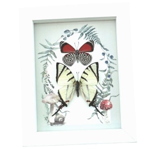 Real Framed Swallowtail Butterfly Collection Forest Mushrooms Taxidermy Display