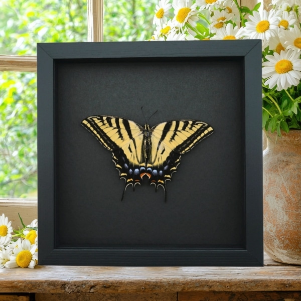 Papilio Multicaudata pusillus female Resting Butterfly Framed Taxidermy Moonlight Display