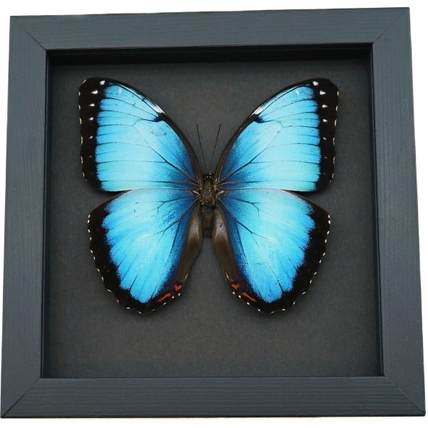 Rare Hybrid Blue Morpho Butterfly Framed Taxidermy Moonlight Display
