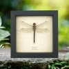 Anax junius Green Darner Dragonfly Real Framed Taxidermy Display