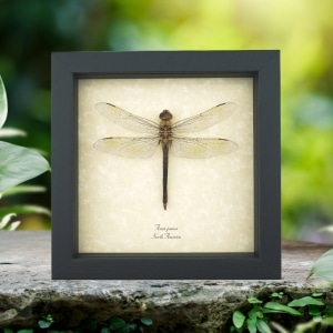 Anax junius Green Darner Dragonfly Real Framed Taxidermy Display
