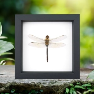 Anax junius Green Darner Dragonfly Real Framed Taxidermy Classic Black Display