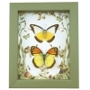 Real Framed Butterfly Set Forest Mushrooms Yellow Orange Butterflies Taxidermy Display