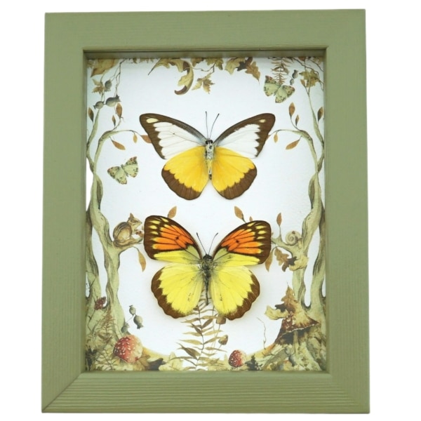 Real Framed Butterfly Set Forest Mushrooms Yellow Orange Butterflies Taxidermy Display