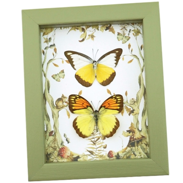 Real Framed Butterfly Set Forest Mushrooms Yellow Orange Butterflies Taxidermy Display