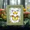 Real Framed Butterfly Set Forest Mushrooms Yellow Orange Butterflies Taxidermy Display