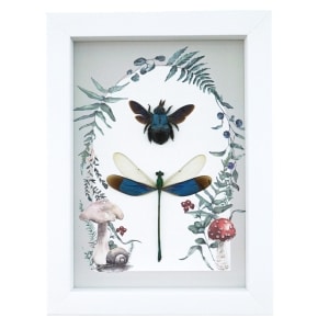 Real Framed Blue Bee Damselfly Set Forest Mushrooms Insect Taxidermy Display