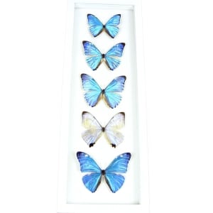 Diamond Morpho Butterfly Collection Framed Taxidermy Vibrant White Display