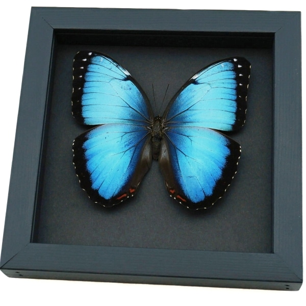 Rare Hybrid Blue Morpho Butterfly Framed Taxidermy Moonlight Display