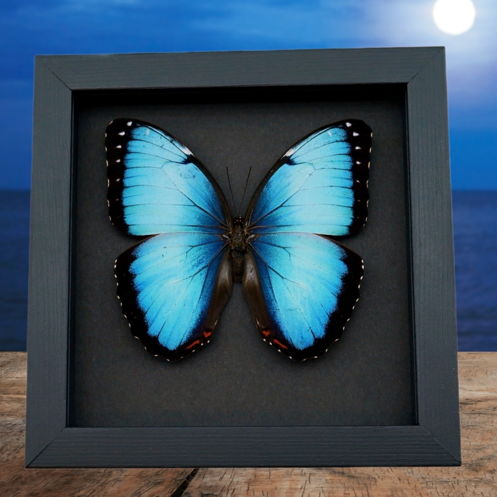 Rare Hybrid Blue Morpho Butterfly Framed Taxidermy Moonlight Display