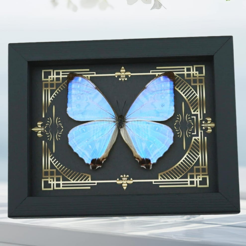 Real Mother Of Pearl Butterfly Gothic Scrolls Morpho sulkowski Framed Taxidermy Display Real Mother Of Pearl Butterfly Gothic Scrolls Morpho sulkowski Framed Taxidermy Display